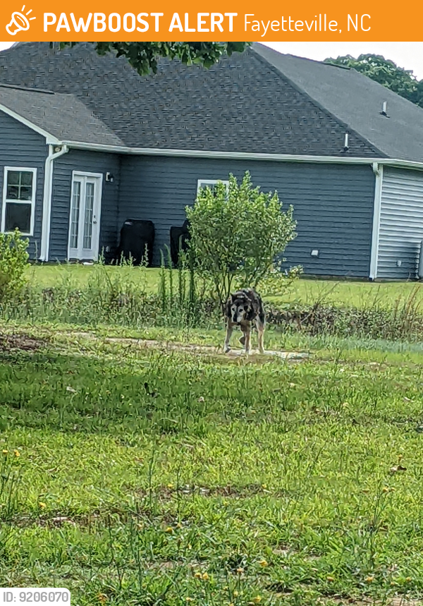 fayetteville-nc-stray-dog-found-near-near-thrower-rd-pawboost