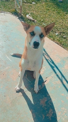 Lost Female Dog last seen Seminary , Rosemont , Hemphill, Fort Worth, TX 76115