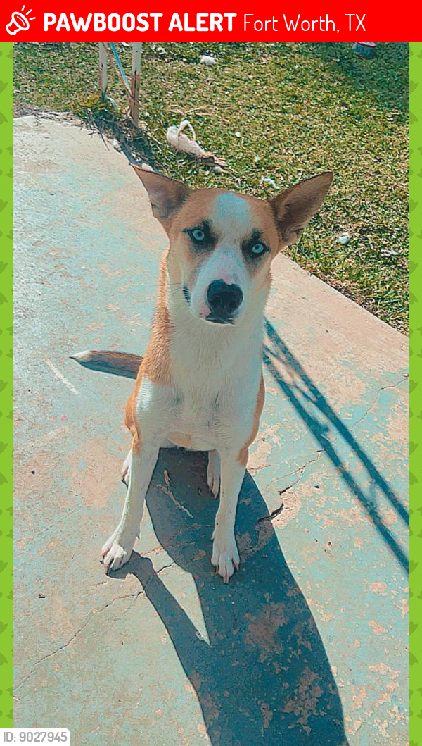 Lost Female Dog last seen Seminary , Rosemont , Hemphill, Fort Worth, TX 76115