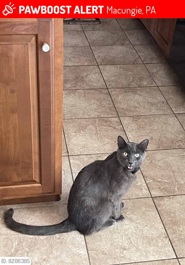 Lost Male Cat last seen Sauerkraut and Sauterne crossing (Macungie), Macungie, PA 18062
