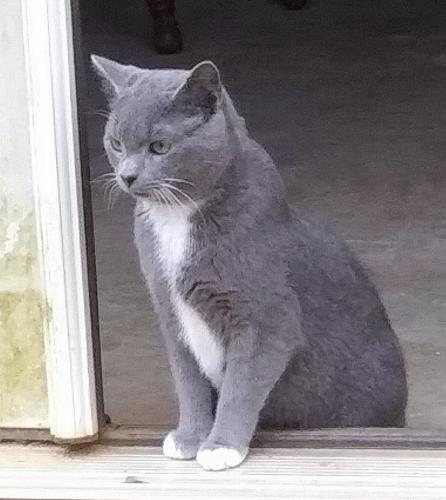 Lost Male Cat last seen Rocking Horse Dr and Anderson Mt Rd, Maiden, NC 28650
