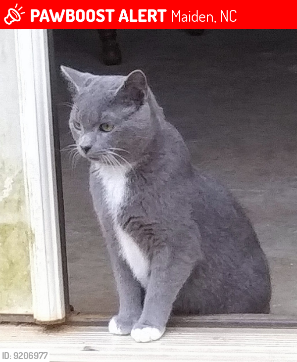 Lost Male Cat last seen Rocking Horse Dr and Anderson Mt Rd, Maiden, NC 28650