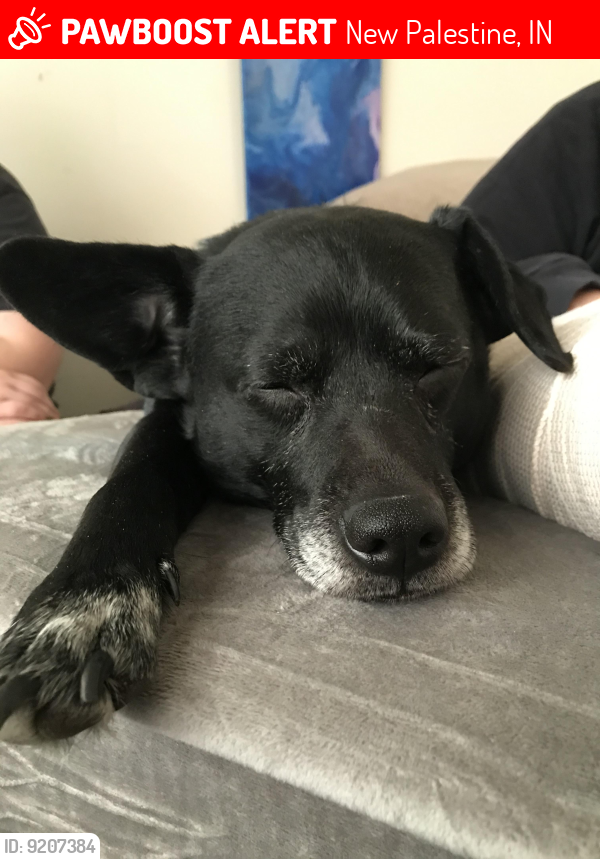 Lost Male Dog last seen New Palestine, New Palestine, IN 46163