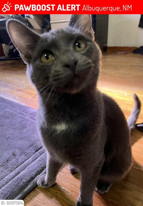 Lost Male Cat last seen High St SE and Coal Ave, Albuquerque, NM 87102