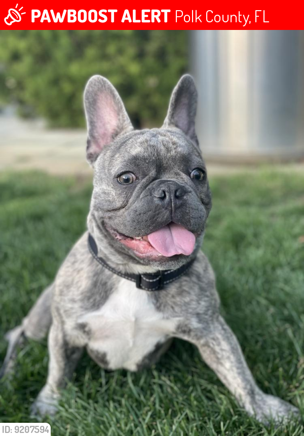 Polk County, FL Lost Male Dog, RAJAH! Is Missing PawBoost