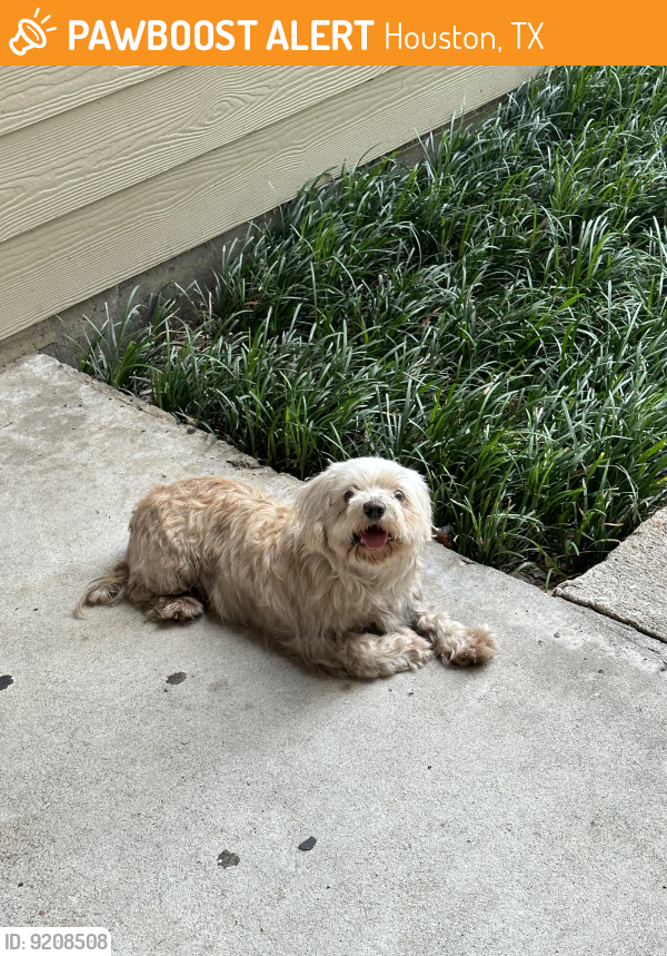 Houston, TX Stray Female Dog Found Near Inside Green Arbor apmt on Sabo Road, 77089 PawBoost