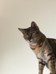 Lost Female Cat last seen Desert Steppes south of Kenyon , Tucson, AZ 85710