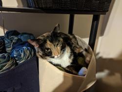 Lost Female Cat last seen Dover Hunt- Dragana and Cedar Knoll, Richmond, VA 23233