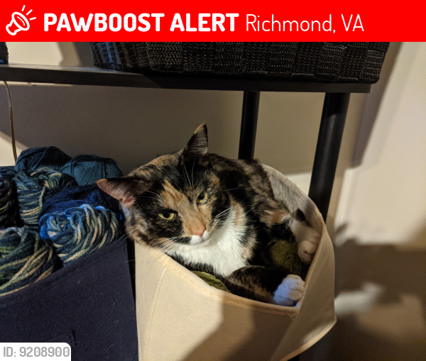 Lost Female Cat last seen Dover Hunt- Dragana and Cedar Knoll, Richmond, VA 23233