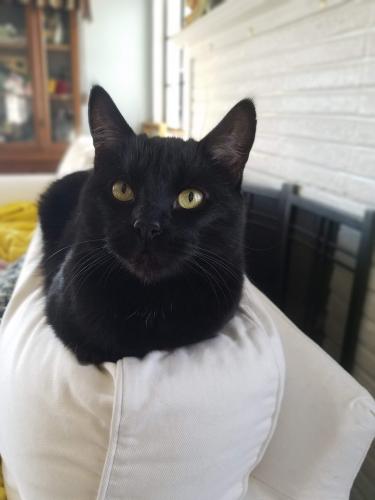 Lost Male Cat last seen University and country club, Mesa, AZ 85201