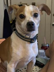 Lost Male Dog last seen Near grosvenor , San Antonio, TX 78221