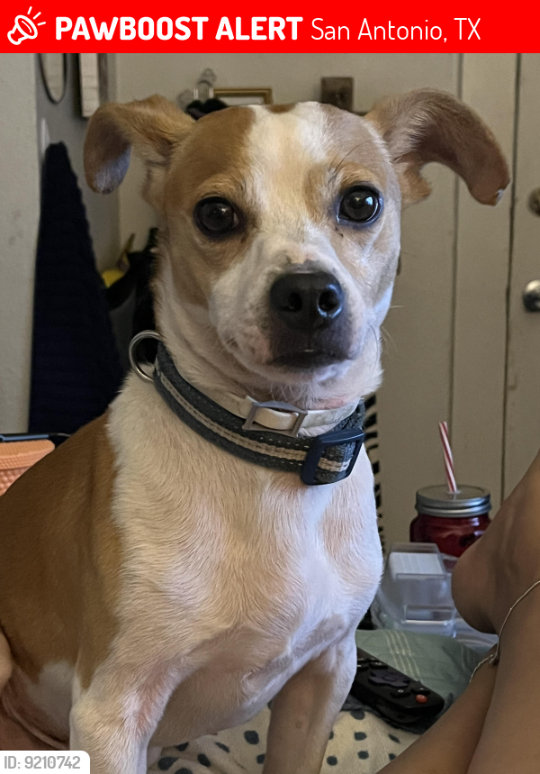 Lost Male Dog last seen Near grosvenor , San Antonio, TX 78221