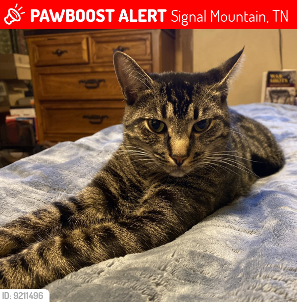 Lost Male Cat last seen Miller Cove Circle, Signal Mountain, TN 37377, Signal Mountain, TN 37377