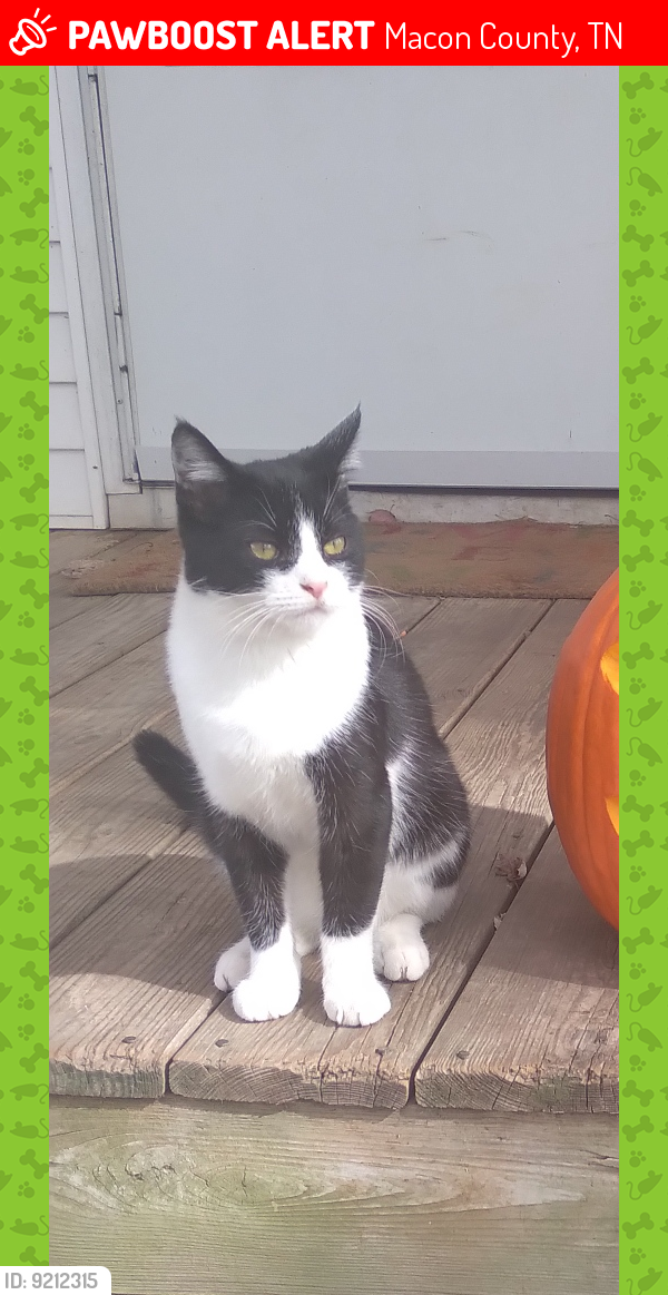 Lost Male Cat last seen Near Williams rd Lafayette TN, Macon County, TN 37083