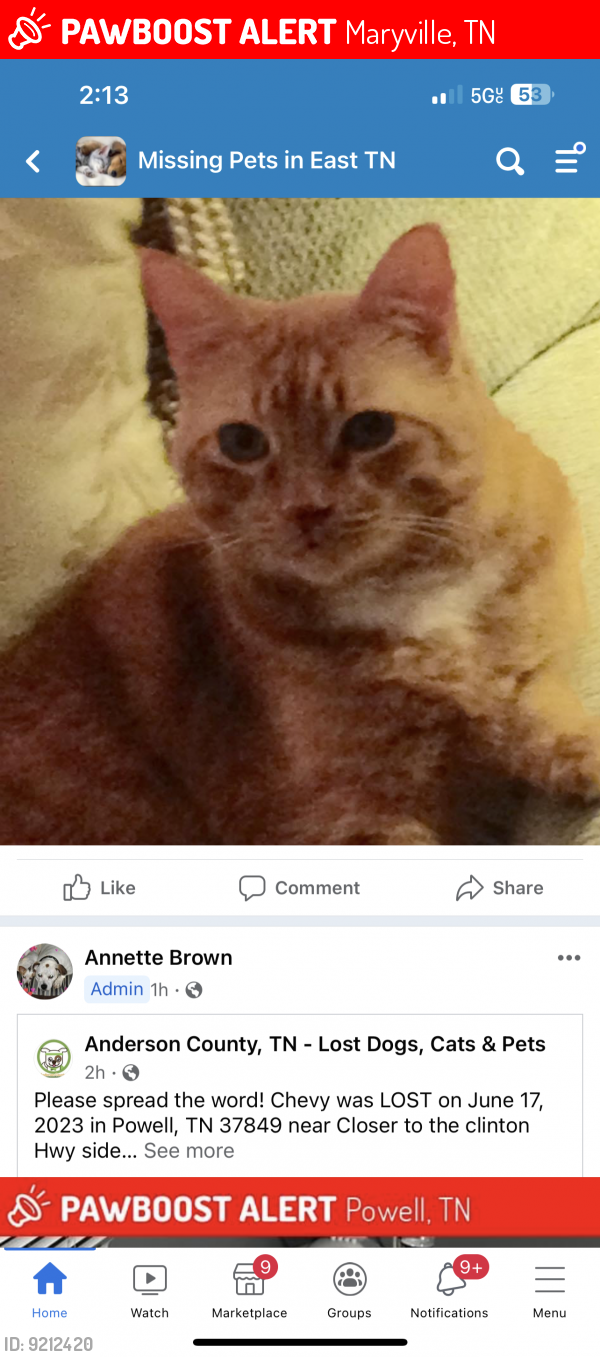 Lost Male Cat last seen Nathan Hills Drive/ Big Springs Rd, Maryville, TN 37801
