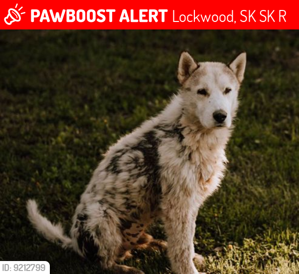 Lost Male Dog last seen SW5-31-20-W2, Lockwood, SK S0K 2R0