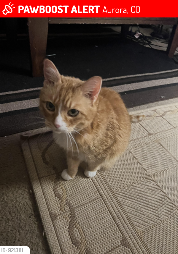 Lost Female Cat last seen Near east Loyola Drive and Mansfield 80013, Aurora, CO 80013