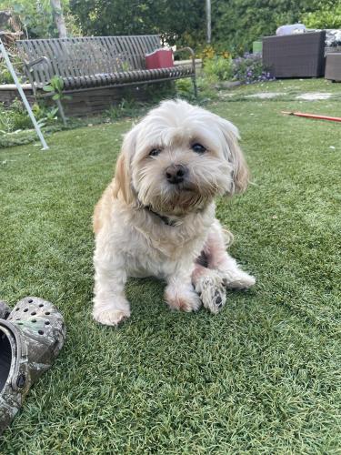Lost Male Dog last seen la puente area not sure where he could have walked off to he doesn’t run away , La Puente, CA 91744