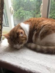 Lost Female Cat last seen center avenue and oakwood , West View, PA 15229
