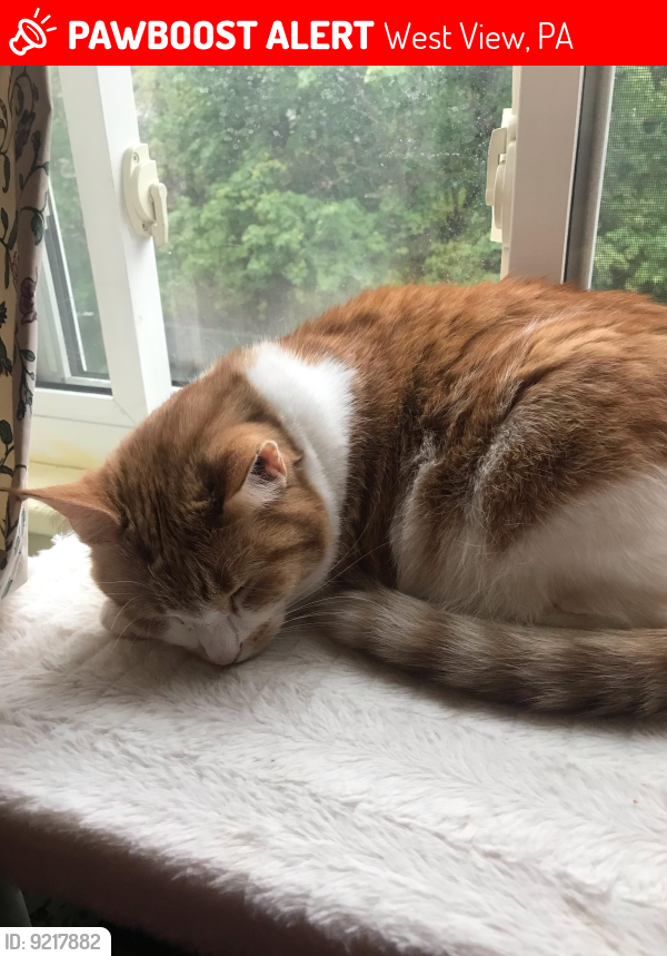 Lost Female Cat last seen center avenue and oakwood, West View, PA 15229