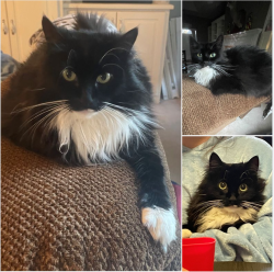Lost Female Cat last seen Kristi Lynns Way/Kristi Lynns Ct- Central Church Rd, Harris County, GA 31820