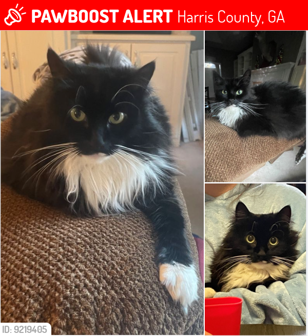 Lost Female Cat last seen Kristi Lynns Way/Kristi Lynns Ct- Central Church Rd, Harris County, GA 31820