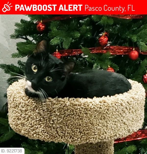Lost Male Cat last seen Handcart Lane and Eiland Boulevard , Pasco County, FL 33541
