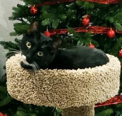 Lost Male Cat last seen Handcart Lane and Eiland Boulevard , Pasco County, FL 33541