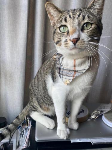 Lost Male Cat last seen Electric and Eommonwealth, 200 block of s electric, Alhambra, CA 91801