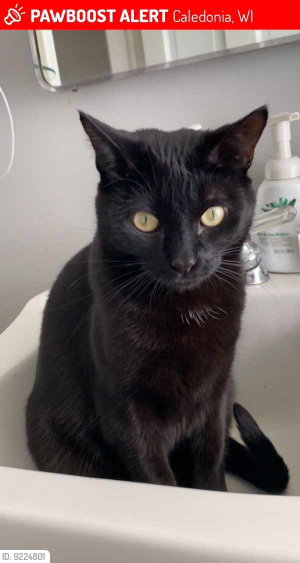 Lost Male Cat last seen nicholson road and dunkelow road Franksville wi , Caledonia, WI 53126