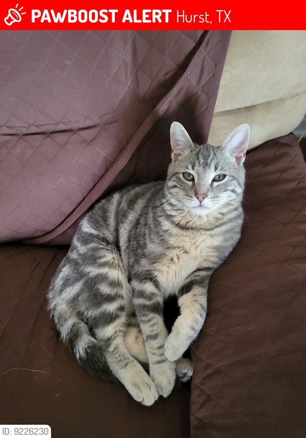 Lost Male Cat last seen Irwin and Edgehill by Donna Park Elementary , Hurst, TX 76053