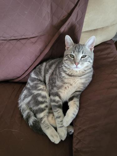 Lost Male Cat last seen Irwin and Edgehill by Donna Park Elementary , Hurst, TX 76053