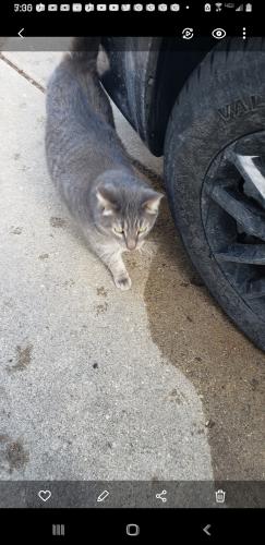 Lost Male Cat last seen Towering woods nature area 87th and Howard avenue, Milwaukee, WI 53228