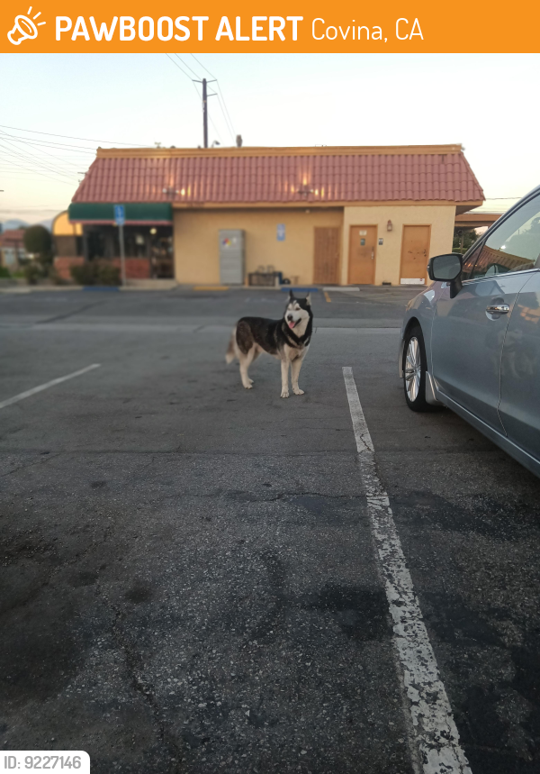 Found/Stray Male Dog last seen Vincent avenue and arrow highway, Covina, CA 91722