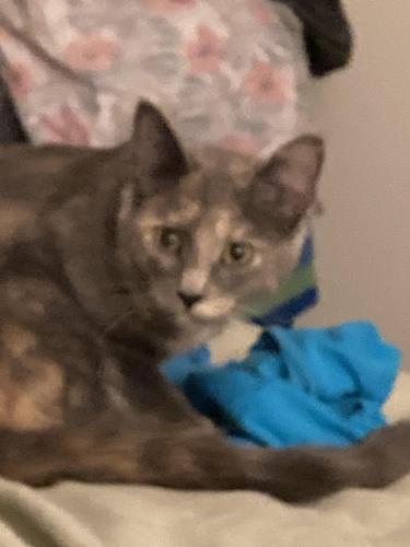 Lost Female Cat last seen Morane wy- Commons @ White Marsh complex, Middle River, MD 21220