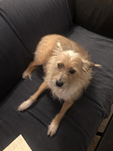 Lost Female Dog last seen Stillbrooke Drive and Creekbend Drive, Houston, TX 77035