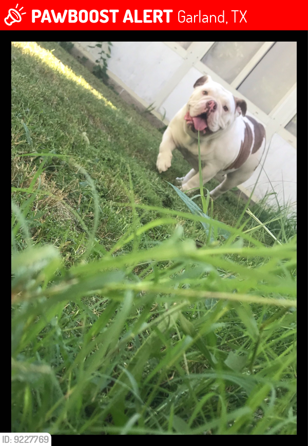 Lost Female Dog last seen lost near leicester st and old north in north garland area. , Garland, TX 75044