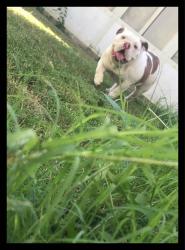 Lost Female Dog last seen lost near leicester st and old north in north garland area. , Garland, TX 75044