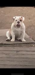 Lost Female Dog last seen Last seen near leicester &old north in north garland area. , Garland, TX 75044