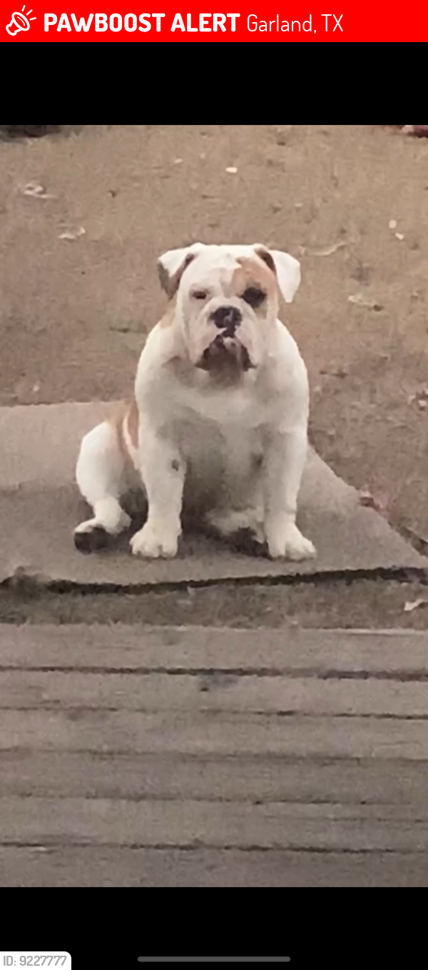 Lost Female Dog last seen Last seen near leicester &old north in north garland area. , Garland, TX 75044