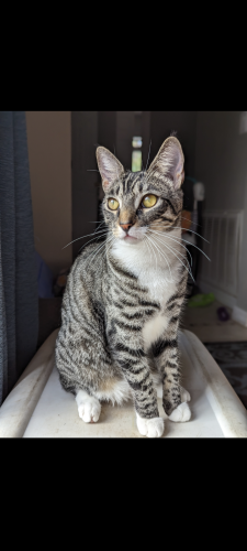Lost Female Cat last seen Union Springs Rd and Timbercrest , Spring Hill, FL 34608