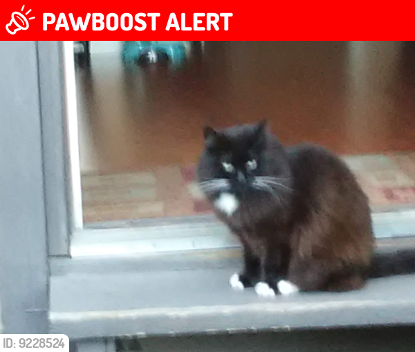 Lost Female Cat last seen Castle Park Citadel Drive, Port Coquitlam, BC V3C 5C6