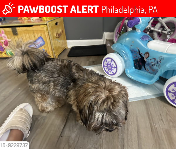 Lost Male Dog last seen North Philly near myrtlewood street 19132, Philadelphia, PA 19132