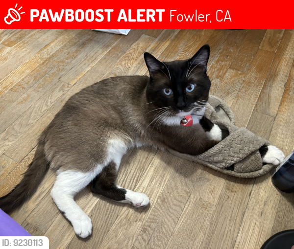 Lost Male Cat last seen Near E Lincoln Ave. Between Armstrong/Temprance Fowler Ca.93625 (In The Country), Fowler, CA 93625