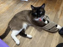 Lost Male Cat last seen Near E Lincoln Ave. Between Armstrong/Temprance Fowler Ca.93625 (In The Country), Fowler, CA 93625