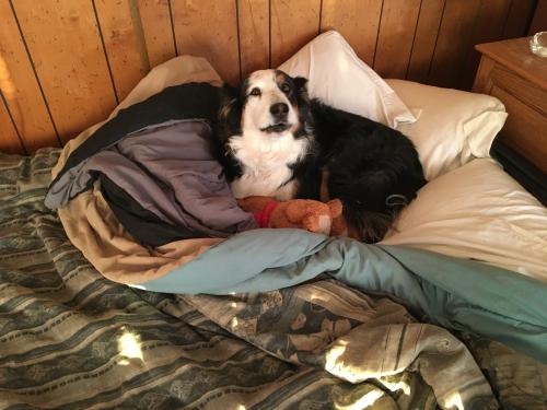 Lost Female Dog last seen Guadalupe County hosp, 117 Camino de Vida, Santa Rosa, NM, Santa Rosa, NM 88435
