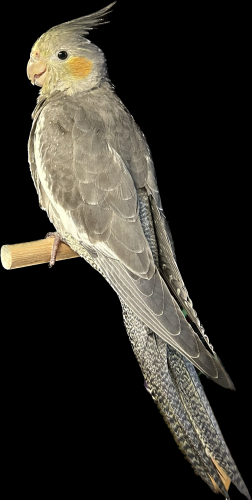 Lost Male Bird last seen Alexander Ave and 12 Mile Rd in Royal Oak, Royal Oak, MI 48067