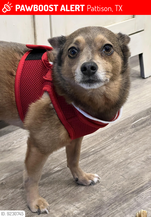 Pattison, TX Lost Male Dog, Rico Is Missing PawBoost