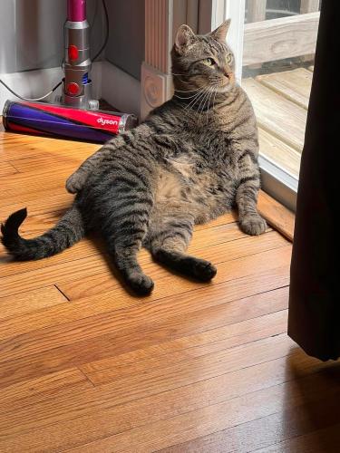 Lost Male Cat last seen Joline Rd and Route 112, Port Jefferson Station, NY 11776