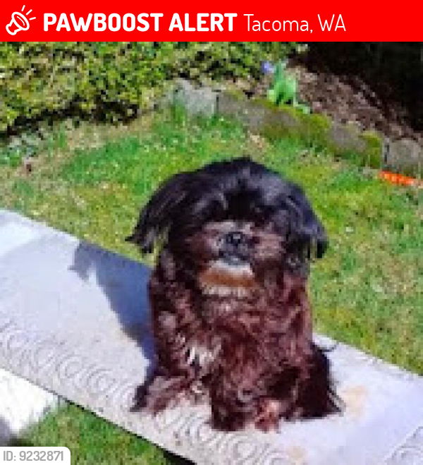 Lost Female Dog last seen Near Park Ave. S., Tacoma, WA 98444